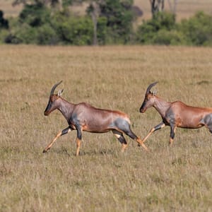 Topi i Masai Mara Reserve i Kenya