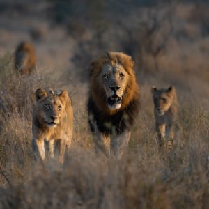Løve flok i Kruger Nationalparken