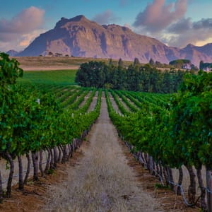 Vingård i Stellenbosch område