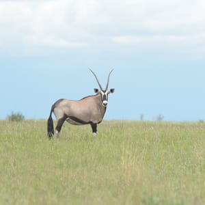 Gemsbok i Makgadikgadi Pans Nationalparken
