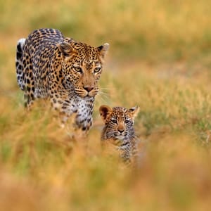 Leopard baby og mor i Moremi Game Reserve
