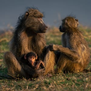 Chacma Bavianer med Baby i Botswana