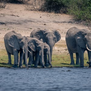 Elefant familie ved Chobe Floden