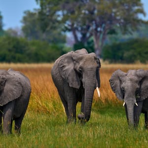 Elefant familie i Moremi Game Reserve
