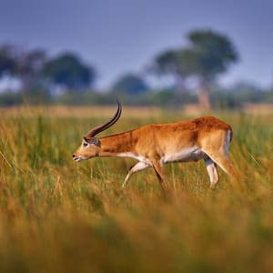 Rød Lechwe Okavango Delta
