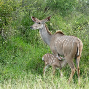 Kudu mor og baby i Kariega Private Game Reserve