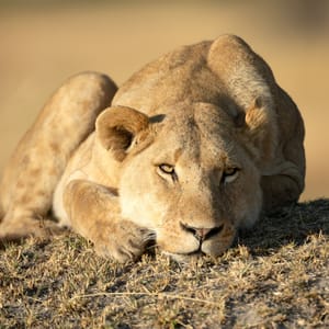 Hun Løve der slappe af i Moremi Game Reserve