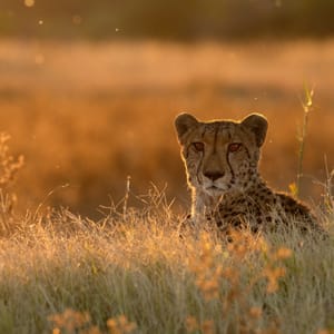 Gepard i eftermiddags lys i Makgadikgadi Nationalparken