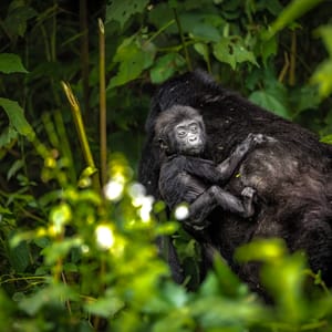 Bjerggorilla baby på mors ryggen i Bwindi Impenetrable Forest Nationalparken Uganda