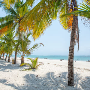 Diani Beach med palmer Mombasakysten Kenya