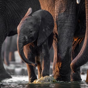 Baby Elefant i Hwange Nationalparken i Zimbabwe