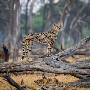 Gepard i skoven i Hwange Nationalparken i Zimbabwe