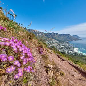 Fynbos blomster ved kysten i Cape Town