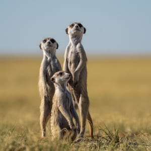 Surikat familie i Makgadikgadi Nationalparken