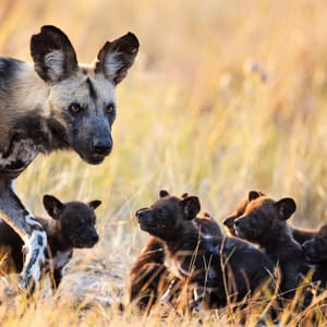 Afrikanske Vildhunde med babyer i Hwange Nationalparken i Zimbabwe