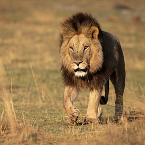 Han Løve I Moremi Game Reserve