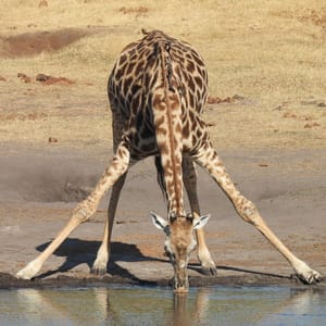 Giraffen drikker ved vandhullet i Hwange Nationalparken i Zimbabwe