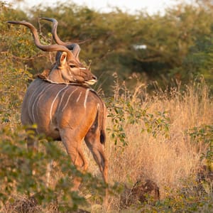 Han Kudu i Hluhluwe iMfolozi Game Reserve