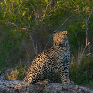 Leoparden i sent eftermiddags sol på safari i Greater Kruger