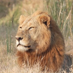 Han Løve I Greater Kruger Nationalparken