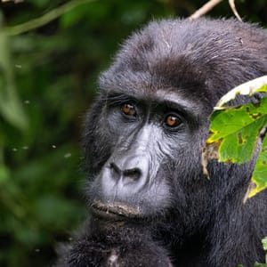Bjerggorilla portræt i Bwindi Impenetrable Forest Nationalparken Uganda