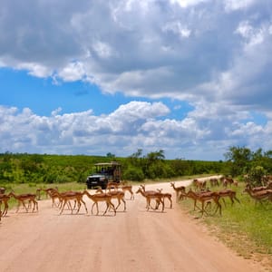 Impala krydser vejen på safari i Kruger Nationalparken