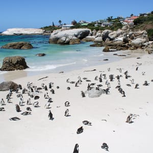 Mange Pingviner ved Boulders Beach i Cape Town