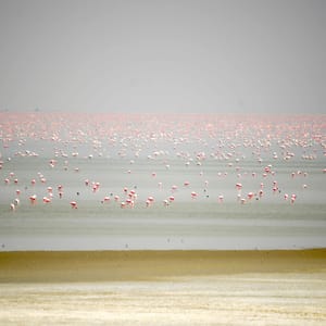 Flamingoerne på Makgadikgadi Pans i Botswana