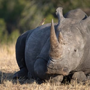 Næsehorn ligge ned i Kruger Nationalparken