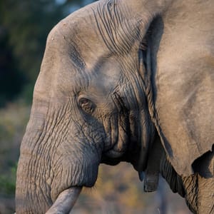 Portræt af en han Elefant i Kruger Nationalparken