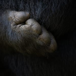 Detaljeret billede af en Bjerg Gorilla hånd