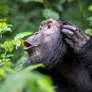 Chimpanse der larmer i Kibale Forest Nationalparken Uganda