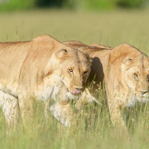 To hun løver i Masai Mara Reservatet Kenya