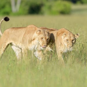To hun løver i Masai Mara Reservatet Kenya