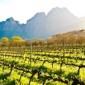 Udsigt over en vingård i Stellenbosch