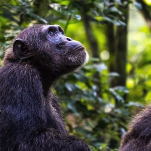 Chimpanse i Kibale Forest Nationalparken Uganda