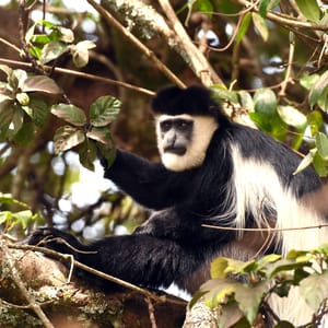 BlackAndWhiteColobusMonkeyAtMaasaiMaraNationalPark
