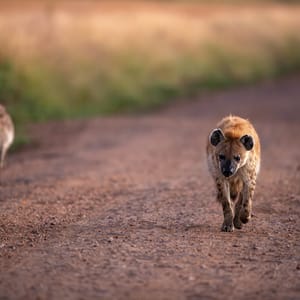 To Hyena på vejen i Masai Mara Reservatet i Kenya