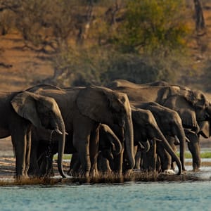 Elefant flok ved Chobe Floden i Chobe Nationalparken