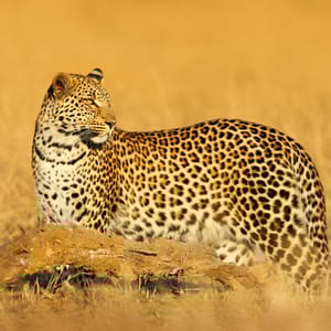 Leopard i Hwange Nationalparken