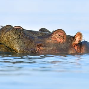 Flodhest i Lake Naivasha