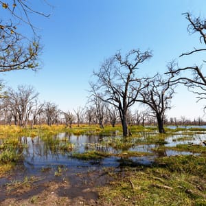 Moremi Game Reserve landskab med treer i vanden
