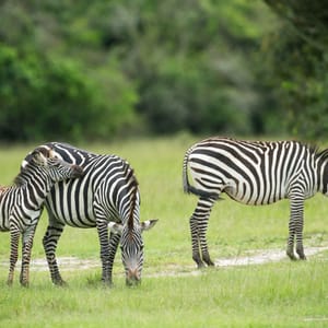 Zebra i Lake Mburo Nationalparken Uganda