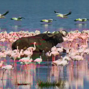 Bøffel i vanden i Lake Nakuru Nationalparken i Kenya
