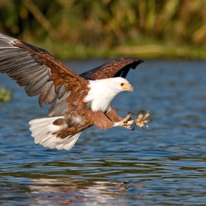 Afrikansk Flodørn i Lake Naivasha Kenya