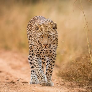 Leopard midt på vejen i Kruger Nationalparken