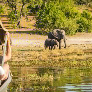 Båd safari på Chobe Floden med elefanten
