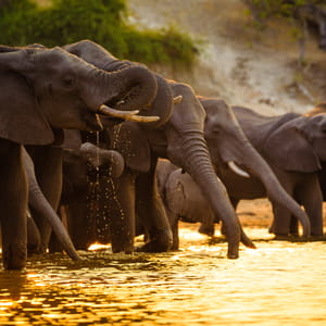Elefanter ved solnedgang drikker ved vandkanten af Chobe Floden