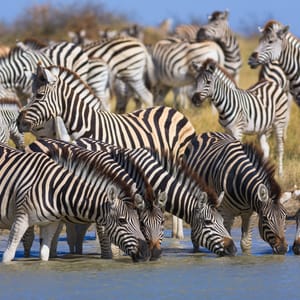 Zebra Migration i Makgadikgadi Pans Nationalparken Botswana