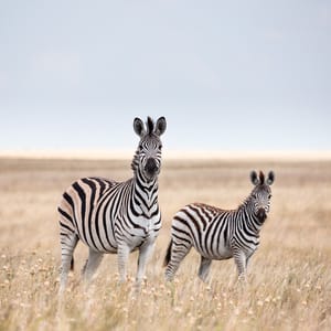 Zebras Migration i Makgadikgadi Pans National Park i Botswana